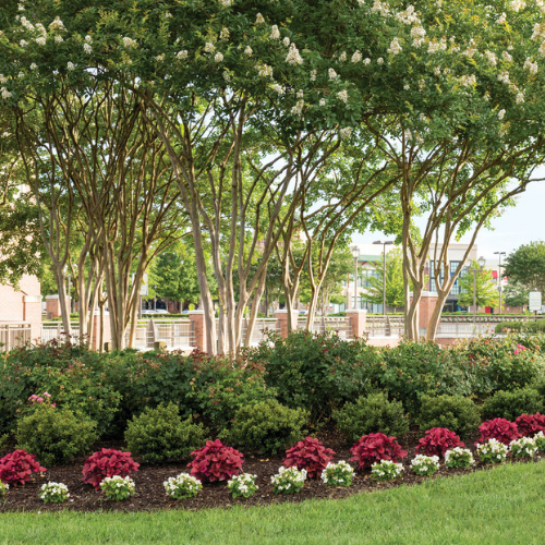 Trees & shrubs Need Plant Health Care too
